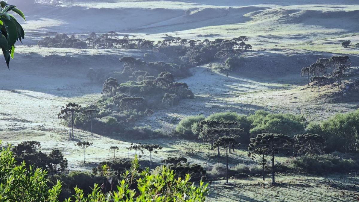 Primeira neve e previsão para sexta e final de semana