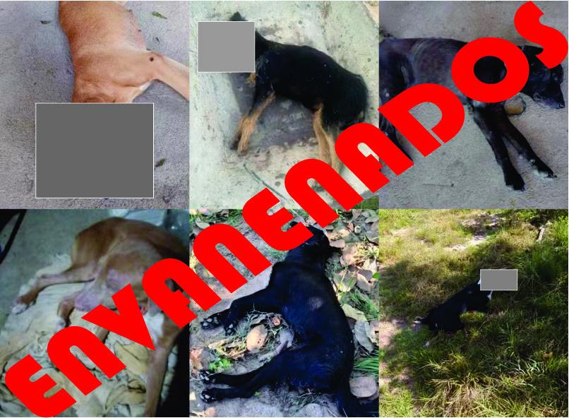 Envenenamento de cães em Herval d'Oeste continua