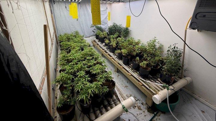 Plantação de maconha é dentro de casa