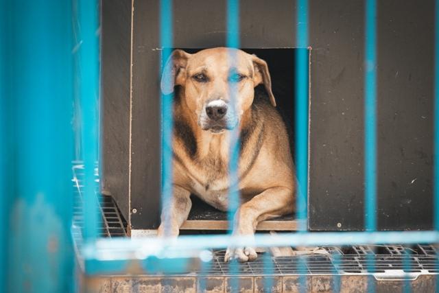 Caso do cão Orelha reforça protagonismo do Parlamento catarinense na proteção animal