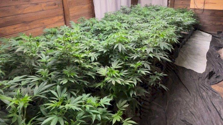Mais de 600 pés de maconha são apreendidos em Imbituba