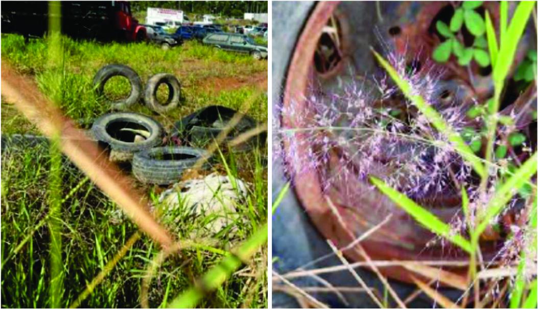 Empresa é condenada por manter pátio sujo propício para mosquito da dengue