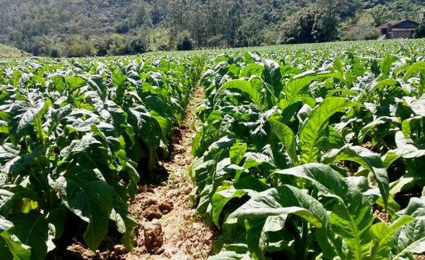 Alesc delibera audiência pública para debater classificação do tabaco