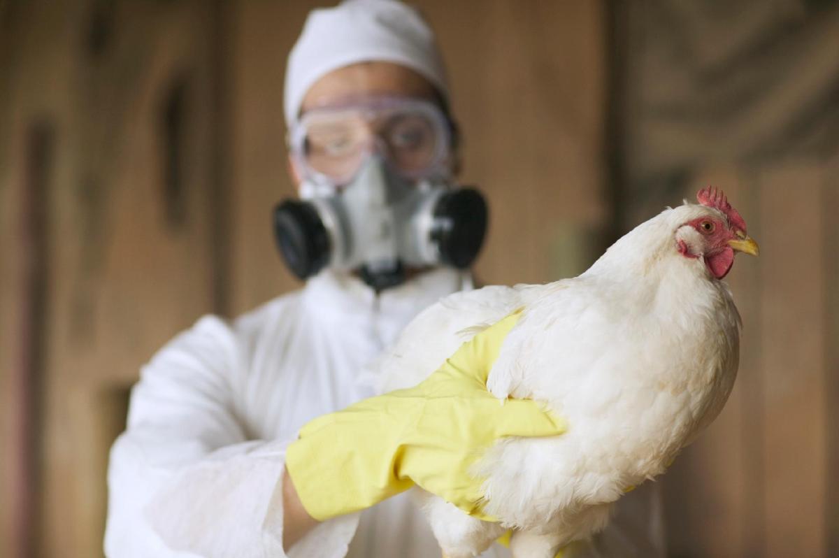 Gripe aviária: o que você precisa saber