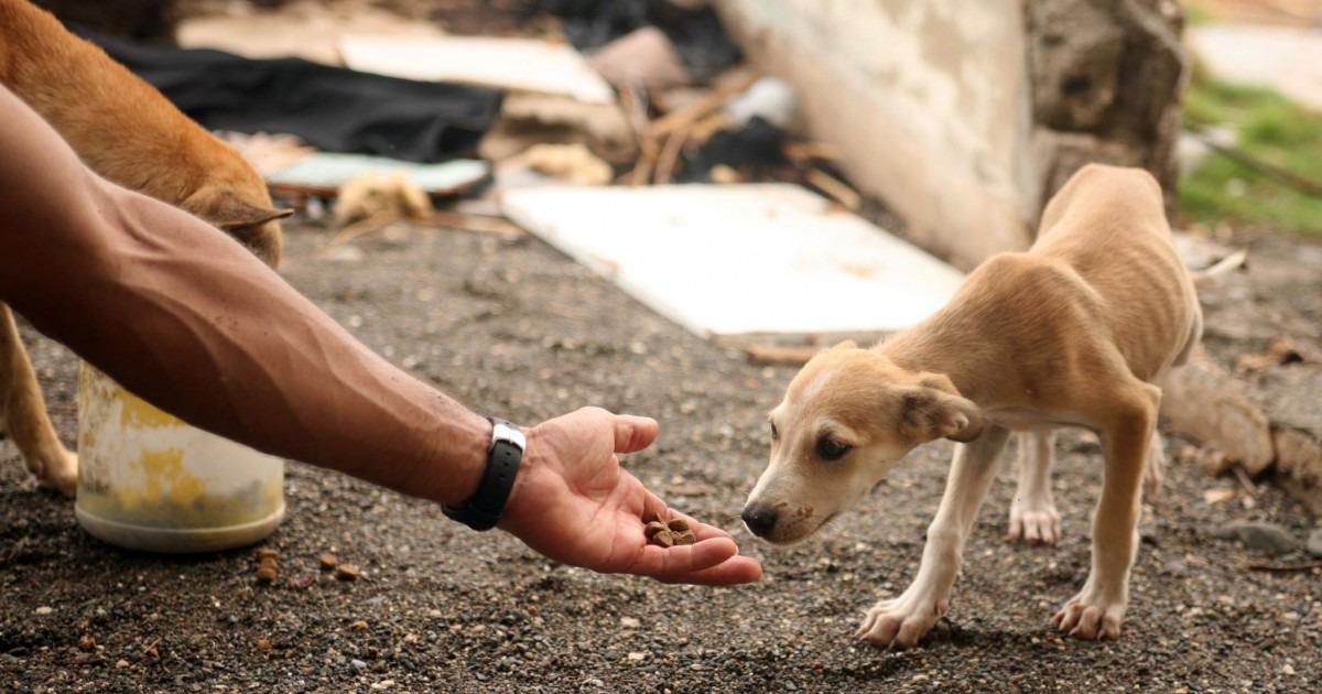 Proteção animal será debatida em Concórdia