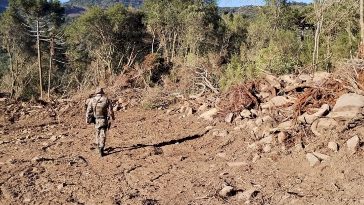 Flagrante de desmatamento da Mata Atlântica é registrado em São Joaquim