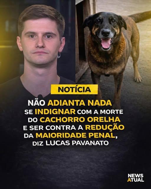 Cão orelha e os políticos hipócritas
