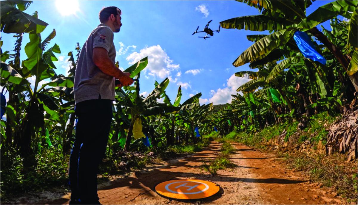 Drones reforçam defesa contra pragas e ajudam SC a liderar exportações de banana