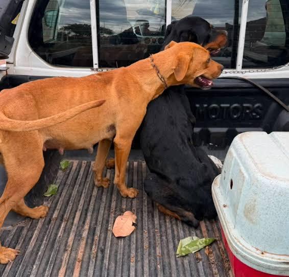Será que os cães que aparecem nas ruas da noite para o dia são de Campos Novos?