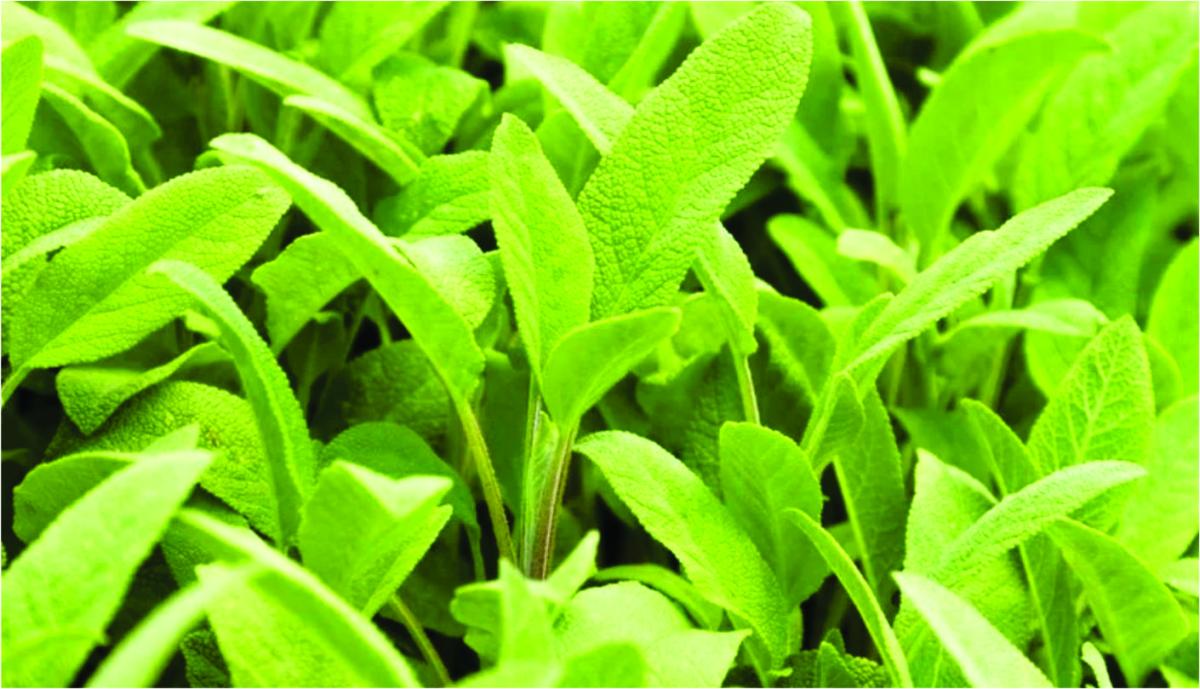 Sálvia: a planta que melhora a memória, glicemia e alivia sintomas do climatério