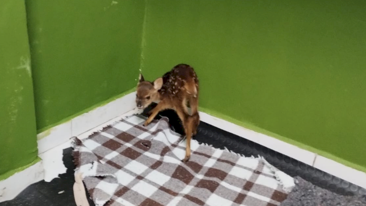 Um veadinho, animal silvestre é encontrado dentro de residência em Lages