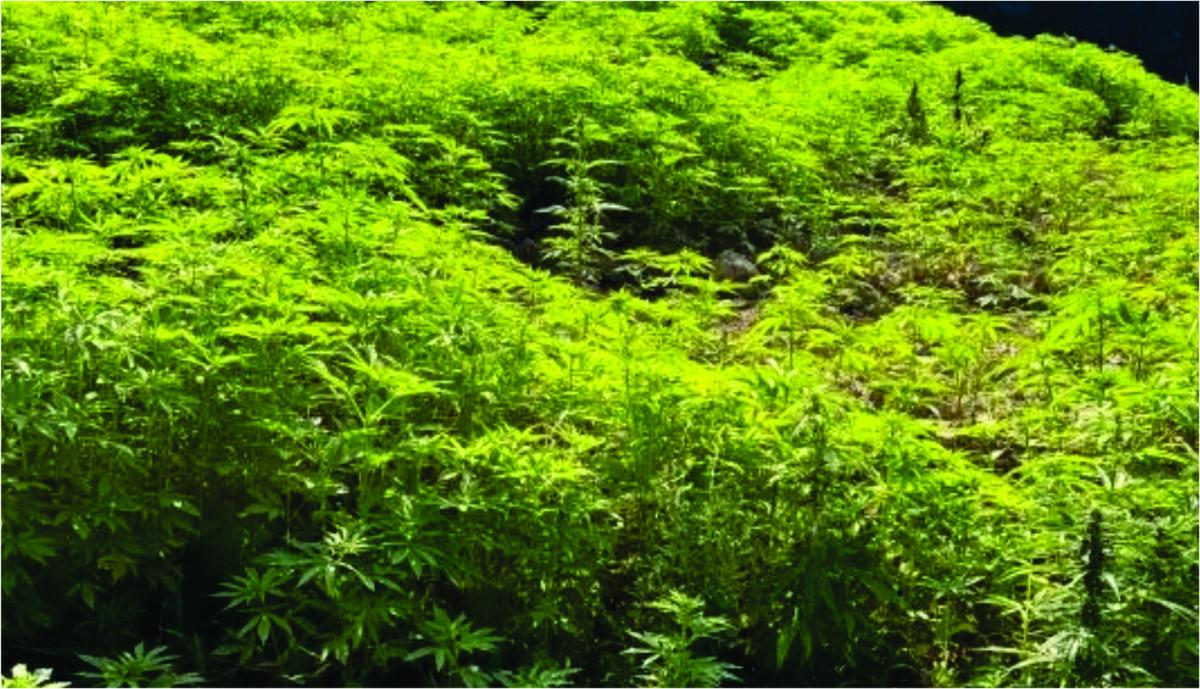 Plantação de maconha em José Boiteux - SC