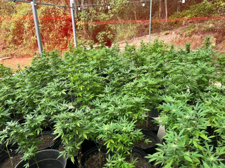 Polícia Civil desmantela laboratório de produção de entorpecentes na Capital