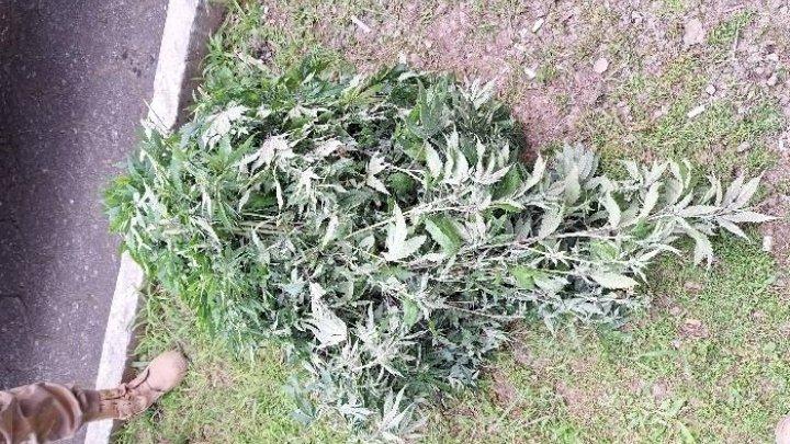 Ação conjunta desativa estufa de maconha com 132 pés de maconha em Palhoça