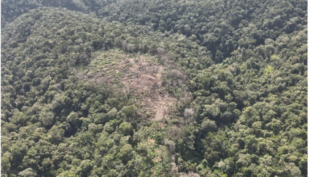 Operação Mata Atlântica em Pé 2025 identifica 192 hectares de desmatamento irregular em Santa Catarina