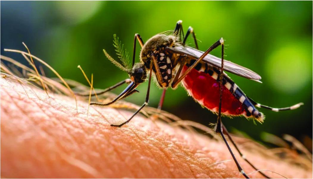 Mosquito da dengue adapta-se ao frio: a ameaça oculta que pode levar um mega-surto ao Sul do Brasil