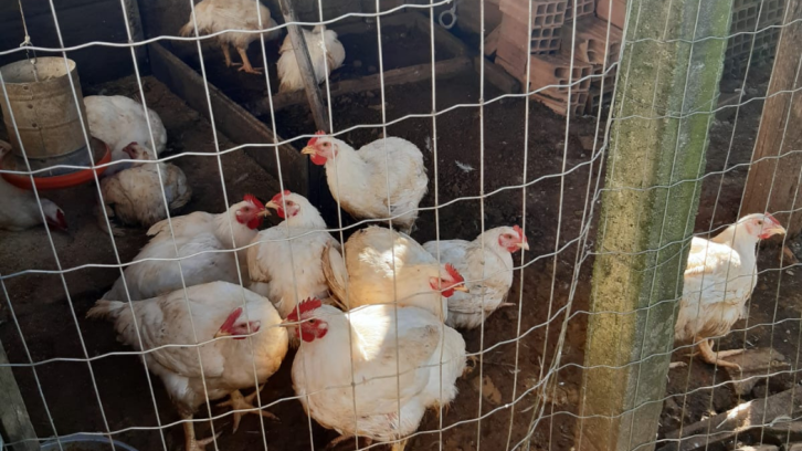 Cidasc já adotou medidas em propriedade com foco de gripe aviária, em Meleiro