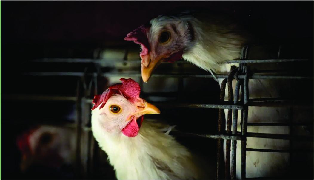 Gripe aviária: tire suas dúvidas sobre doença que afeta aves