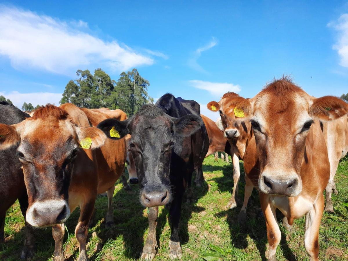 Santa Catarina celebra 18 anos como Zona Livre de Febre Aftosa sem Vacinação