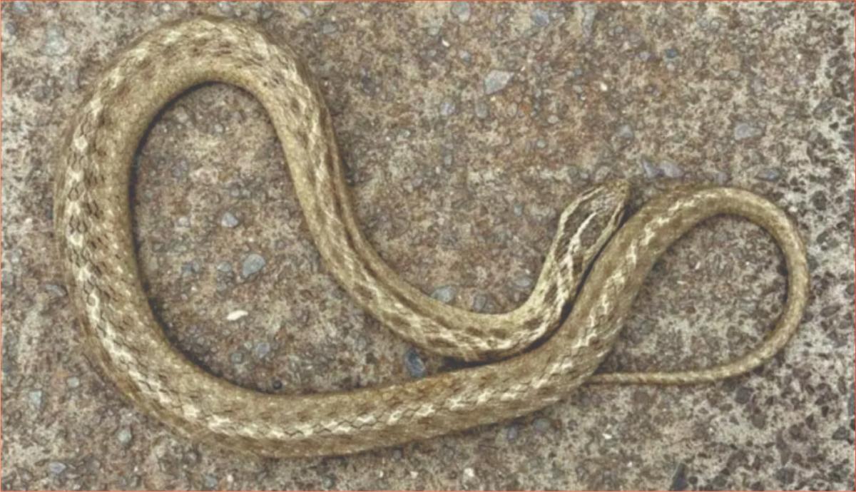 Cobra é capturada no pátio de casa em Joaçaba