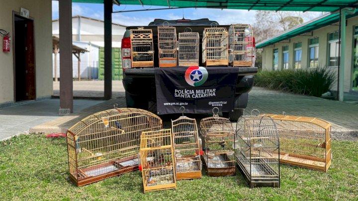 Pássaros mantidos em cativeiro são resgatados em Capinzal