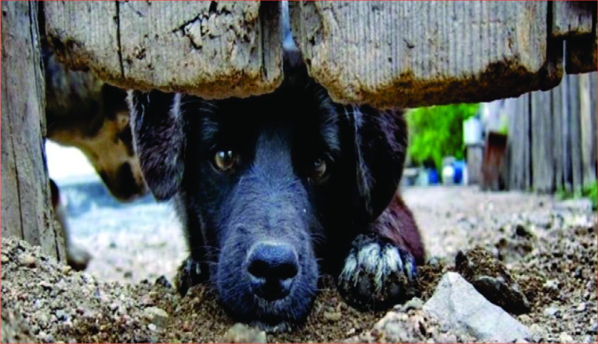 Campos Novos entre os municípios com maus-tratos a animais em dez cidades de SC