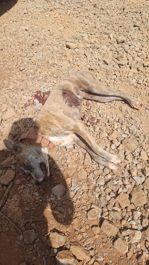 Crueldade - Cão morto a tiro em Campos Novos