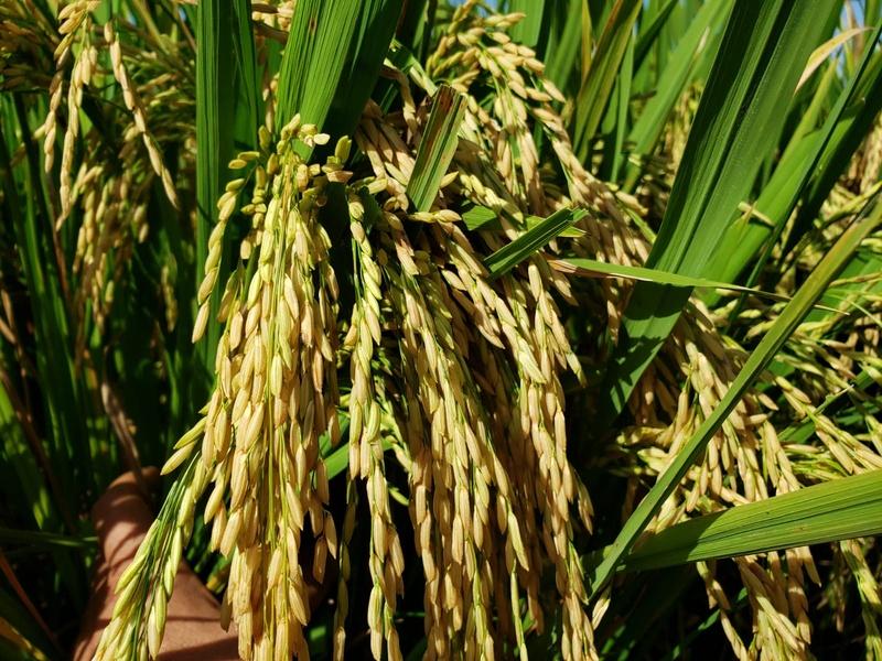 Qualidade do arroz é definida antes mesmo do plantio segundo especialistas
