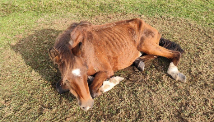 Operação requisitada pelo MPSC resgata mais de 160 animais de propriedade rural em SC