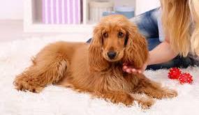 Seu cachorro pode estar mudando o ar da sua casa