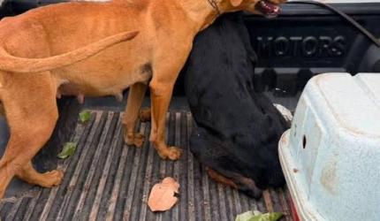 Será que os cães que aparecem nas ruas da noite para o dia são de Campos Novos?