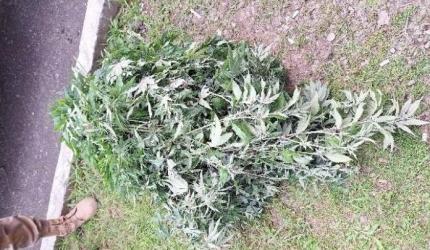 Ação conjunta desativa estufa de maconha com 132 pés de maconha em Palhoça