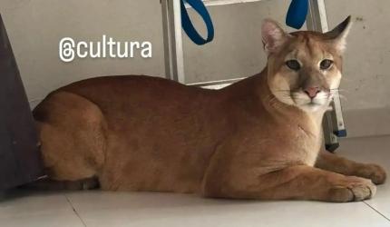 Onça Parda é capturado em Campos Novos com técnica e segurança