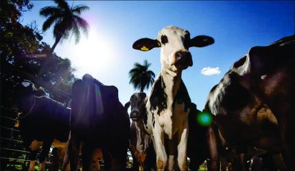 União Europeia oficializa veto à carne brasileira a partir de setembro