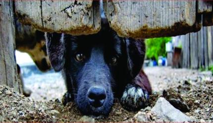 Campos Novos entre os municípios com maus-tratos a animais em dez cidades de SC