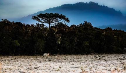 Inverno começa com onda de frio intenso em Santa Catarina
