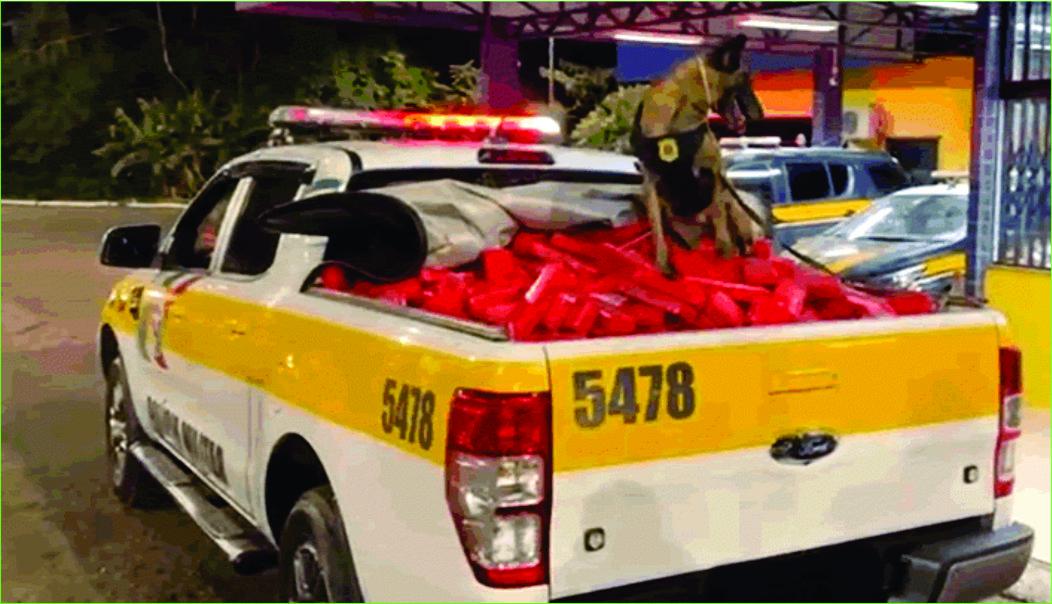 Apreensão em Irani de quase 600 kg de maconha e 30 em Tubarão
